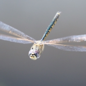 Hemicordulia tau at Upper Stranger Pond - 25 Sep 2023