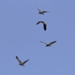 Vanellus miles (Masked Lapwing) at Isabella Plains, ACT - 25 Sep 2023 by RodDeb