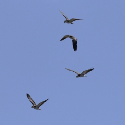 Vanellus miles (Masked Lapwing) at Isabella Plains, ACT - 25 Sep 2023 by RodDeb