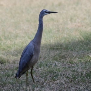 Egretta novaehollandiae at Isabella Plains, ACT - 25 Sep 2023