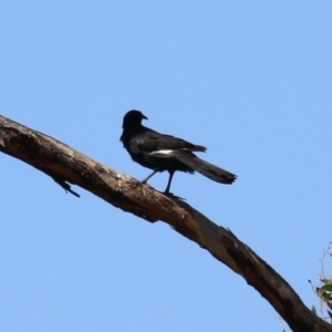 Corcorax melanorhamphos at Isabella Plains, ACT - 25 Sep 2023