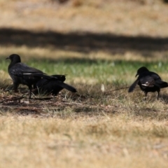 Corcorax melanorhamphos at Isabella Plains, ACT - 25 Sep 2023 12:51 PM