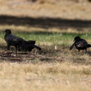 Corcorax melanorhamphos at Isabella Plains, ACT - 25 Sep 2023