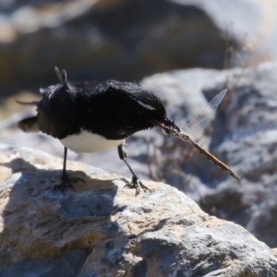 Rhipidura leucophrys (Willie Wagtail) at Isabella Plains, ACT - 25 Sep 2023 by RodDeb