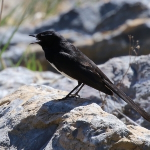 Rhipidura leucophrys at Isabella Plains, ACT - 25 Sep 2023