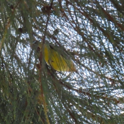 Acanthiza nana (Yellow Thornbill) at Isabella Plains, ACT - 25 Sep 2023 by RodDeb