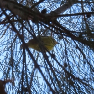 Acanthiza nana at Isabella Plains, ACT - 25 Sep 2023