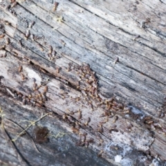 Nasutitermes (genus) (Snouted termite, Gluegun termite) at Bruce, ACT - 16 Sep 2023 by AlisonMilton