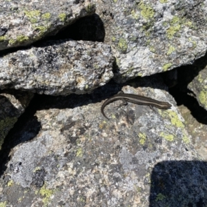 Pseudemoia spenceri at Tharwa, ACT - 24 Sep 2023