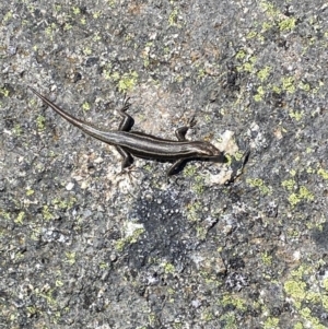 Pseudemoia spenceri at Tharwa, ACT - 24 Sep 2023