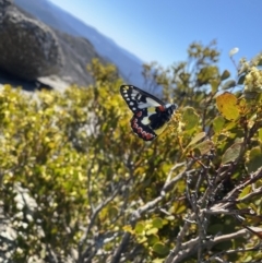 Delias aganippe (Spotted Jezebel) at Rendezvous Creek, ACT - 24 Sep 2023 by simonstratford