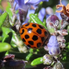 Harmonia conformis (Common Spotted Ladybird) at Braidwood, NSW - 24 Sep 2023 by MatthewFrawley