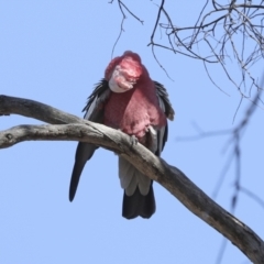 Eolophus roseicapilla (Galah) at Bruce Ridge to Gossan Hill - 16 Sep 2023 by AlisonMilton