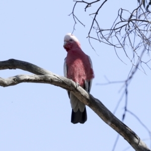 Eolophus roseicapilla at Bruce, ACT - 16 Sep 2023