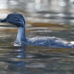 Poliocephalus poliocephalus (Hoary-headed Grebe) at Yarrow, NSW - 25 Sep 2023 by jb2602