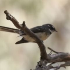 Rhipidura albiscapa (Grey Fantail) at Bruce, ACT - 16 Sep 2023 by AlisonMilton