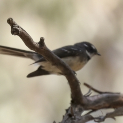 Rhipidura albiscapa (Grey Fantail) at Bruce Ridge to Gossan Hill - 16 Sep 2023 by AlisonMilton