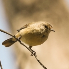 Acanthiza reguloides (Buff-rumped Thornbill) at Bruce, ACT - 16 Sep 2023 by AlisonMilton