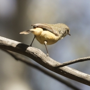 Acanthiza reguloides at Bruce, ACT - 16 Sep 2023