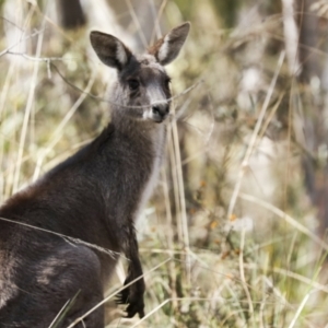 Macropus giganteus at Bruce, ACT - 16 Sep 2023