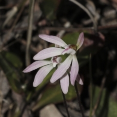 Caladenia fuscata (Dusky Fingers) at Bruce Ridge to Gossan Hill - 16 Sep 2023 by AlisonMilton