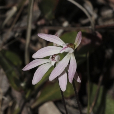 Caladenia fuscata (Dusky Fingers) at Bruce Ridge to Gossan Hill - 16 Sep 2023 by AlisonMilton