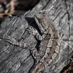 Unidentified Dragon at Paddys River, ACT - 23 Sep 2023 by Satine