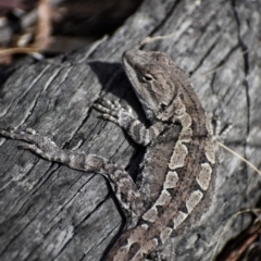 Amphibolurus muricatus (Jacky Lizard) at Paddys River, ACT - 23 Sep 2023 by Satine