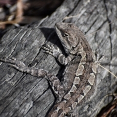 Amphibolurus muricatus at Tidbinbilla Nature Reserve - 23 Sep 2023 by Satine