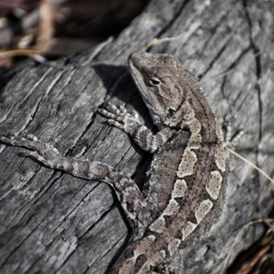 Amphibolurus muricatus (Jacky Lizard) at Paddys River, ACT - 23 Sep 2023 by Satine