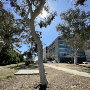 Eucalyptus mannifera at Russell, ACT - 25 Sep 2023