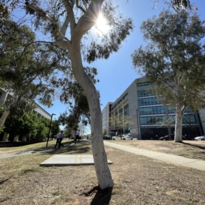 Eucalyptus mannifera at Russell, ACT - 25 Sep 2023