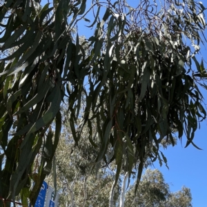 Eucalyptus mannifera at Russell, ACT - 25 Sep 2023 12:36 PM