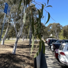 Eucalyptus mannifera at Russell, ACT - 25 Sep 2023 12:36 PM