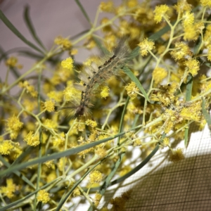 Acacia boormanii at Braddon, ACT - 25 Sep 2023