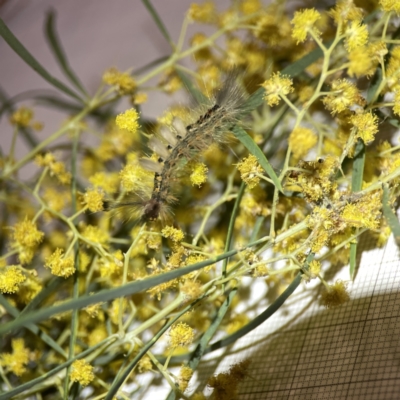 Acacia boormanii (Snowy River Wattle) at City Renewal Authority Area - 25 Sep 2023 by Hejor1