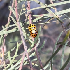 Acacia boormanii at Braddon, ACT - 25 Sep 2023