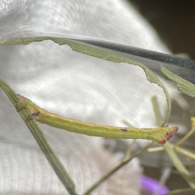 Chlorocoma (genus) (Emerald moth) at Russell, ACT - 25 Sep 2023 by Hejor1