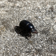 Heteronychus arator (African black beetle) at Russell, ACT - 25 Sep 2023 by Hejor1