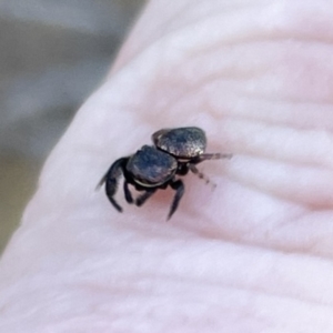 Simaethula sp. (genus) at Russell, ACT - 25 Sep 2023