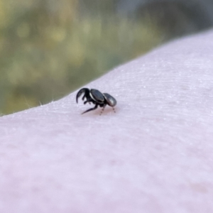 Simaethula sp. (genus) at Russell, ACT - 25 Sep 2023