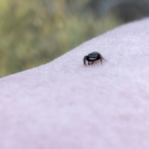 Simaethula sp. (genus) at Russell, ACT - 25 Sep 2023