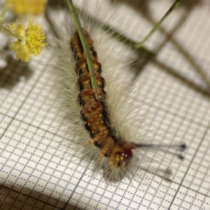 Orgyia anartoides at Braddon, ACT - 27 Oct 2023 07:33 AM