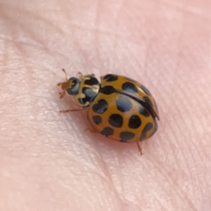 Harmonia conformis at Braddon, ACT - 25 Sep 2023