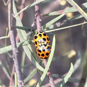 Harmonia conformis at Braddon, ACT - 25 Sep 2023