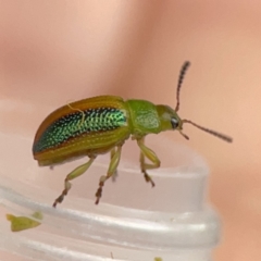 Calomela parilis (Leaf beetle) at City Renewal Authority Area - 25 Sep 2023 by Hejor1