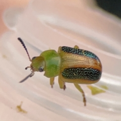 Calomela parilis at Braddon, ACT - 25 Sep 2023 05:56 PM