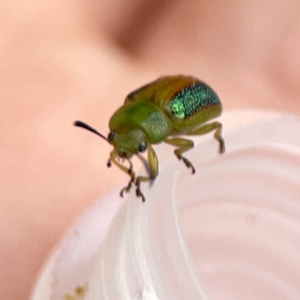 Calomela parilis at Braddon, ACT - 25 Sep 2023 05:56 PM