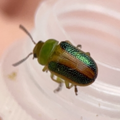 Calomela parilis at Braddon, ACT - 25 Sep 2023 05:56 PM