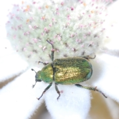 Diphucephala sp. (genus) (Green Scarab Beetle) at Ulladulla, NSW - 25 Sep 2023 by Harrisi